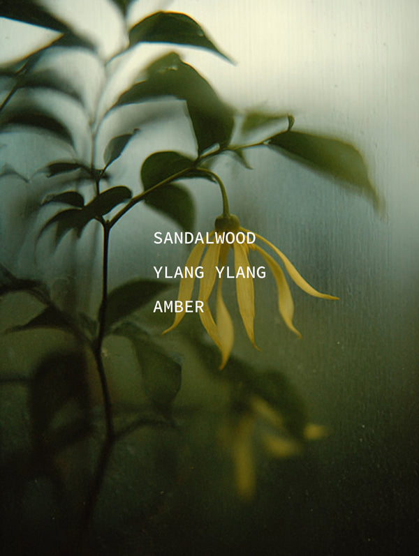 Ylang ylang flowers and botanical stems through condensed glass — ingredient portrait for Sandalwood, Ylang Ylang, and Amber botanical fragrance