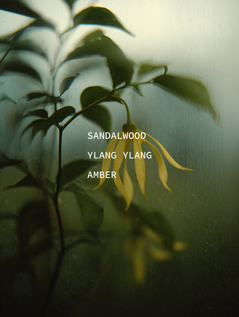 Ylang ylang flowers and botanical stems through condensed glass — ingredient portrait for Sandalwood, Ylang Ylang, and Amber botanical fragrance