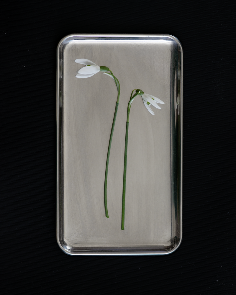 Two snowdrop flowers on a 2 Note silver rectangular tray against matte black background — minimal botanical spring editorial