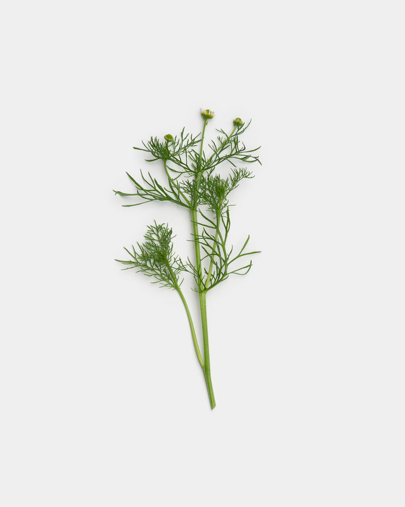Fennel herb sprig with delicate green fronds and buds on light gray — botanical fragrance ingredient editorial