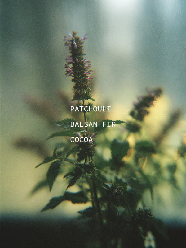 Tall patchouli plant through foggy glass — ingredient portrait for Patchouli, Balsam Fir, and Cocoa botanical fragrance