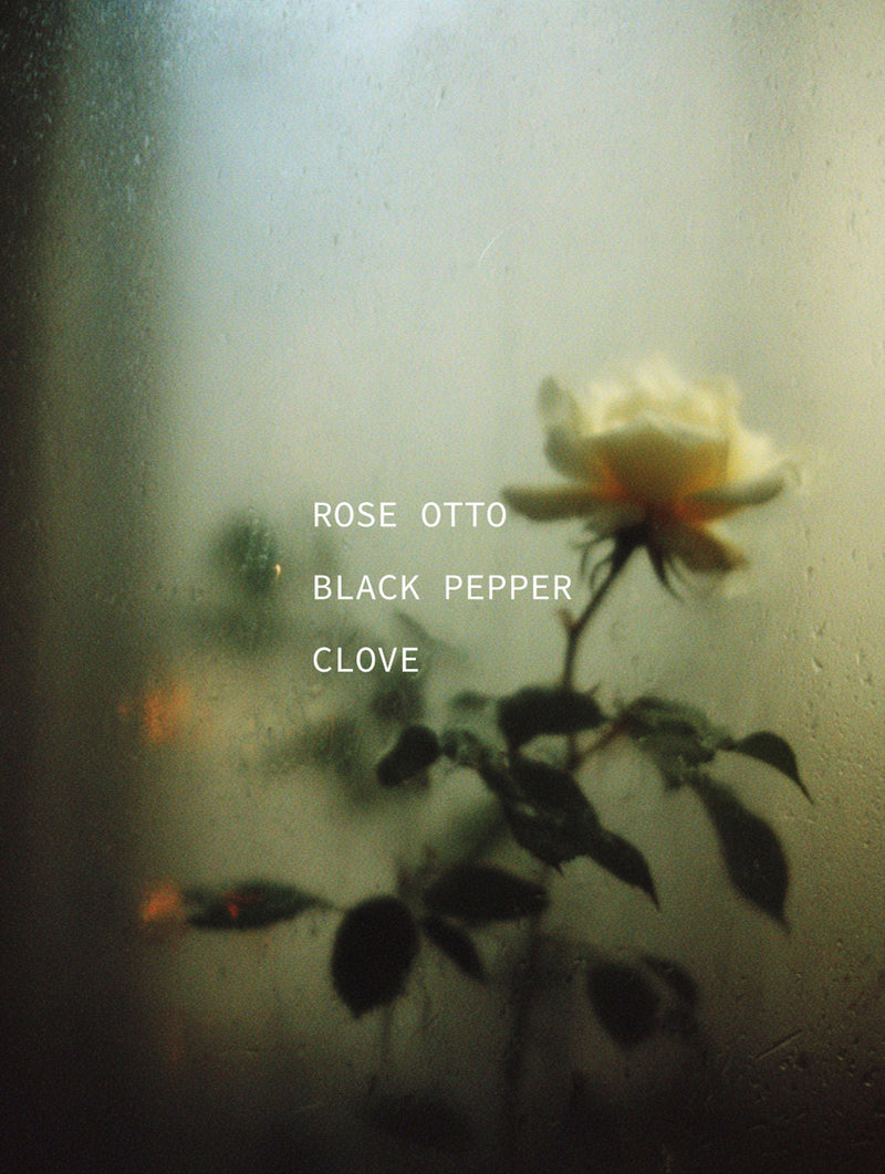 Cream rose through rain-streaked glass — ingredient portrait for Rose Otto, Black Pepper, and Clove botanical fragrance